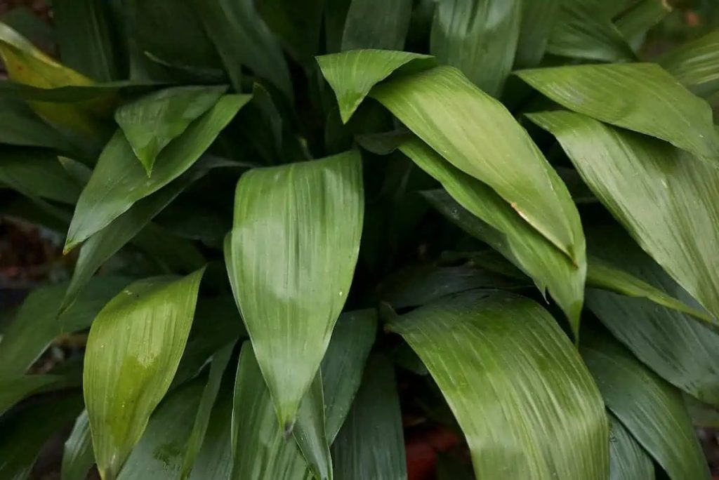 Aspidistra elatior (Salon yaprağı)