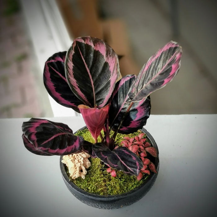 Calathea (Dua çiçeği)