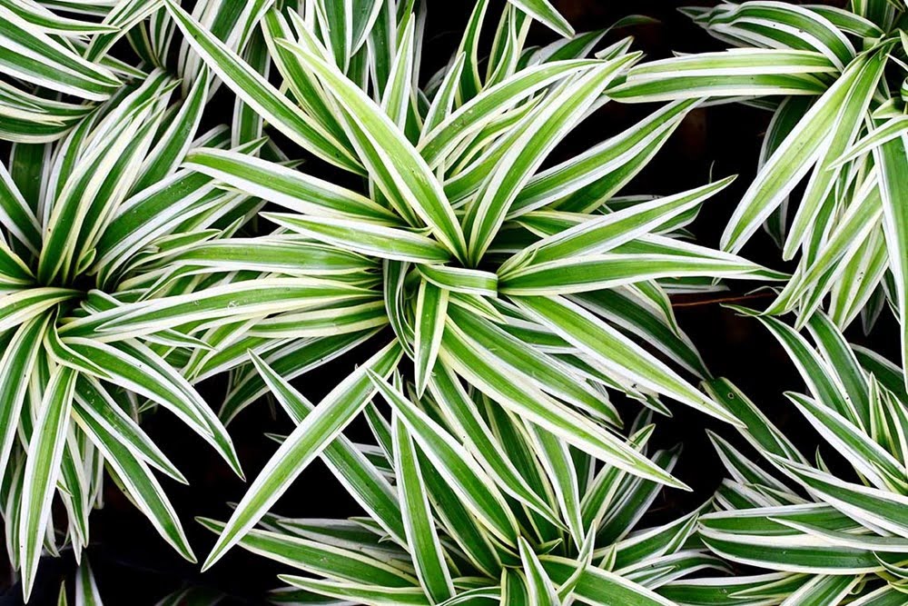 Chlorophytum comosum (Kurdele çiçeği)