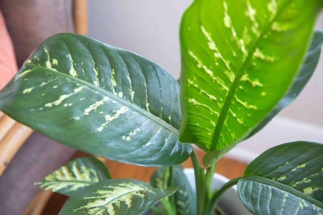 Dieffenbachia (Aptal baston çiçeği)