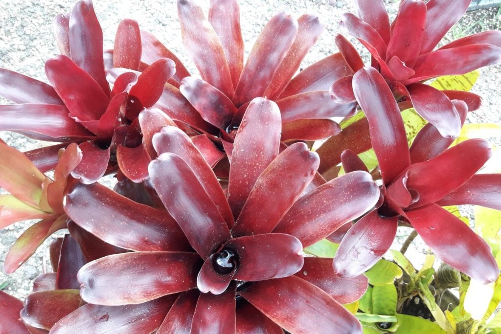 Neoregelia