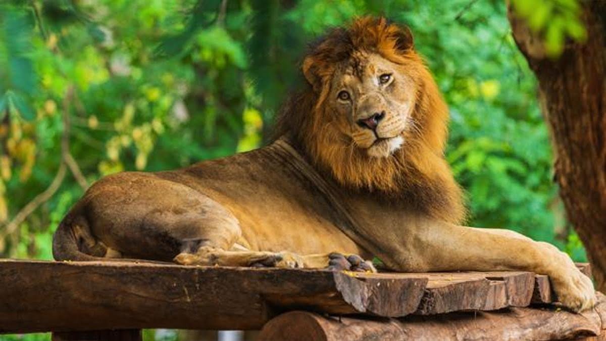 Rüyada Aslan görmek ne anlama gelir