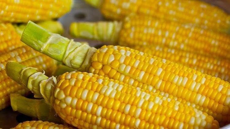 Rüyada Mısır Tarlası Görmek Ne Anlama Gelir