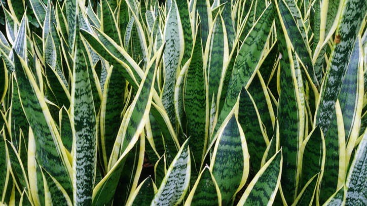 Sansevieria trifasciata (Paşa kılıcı)